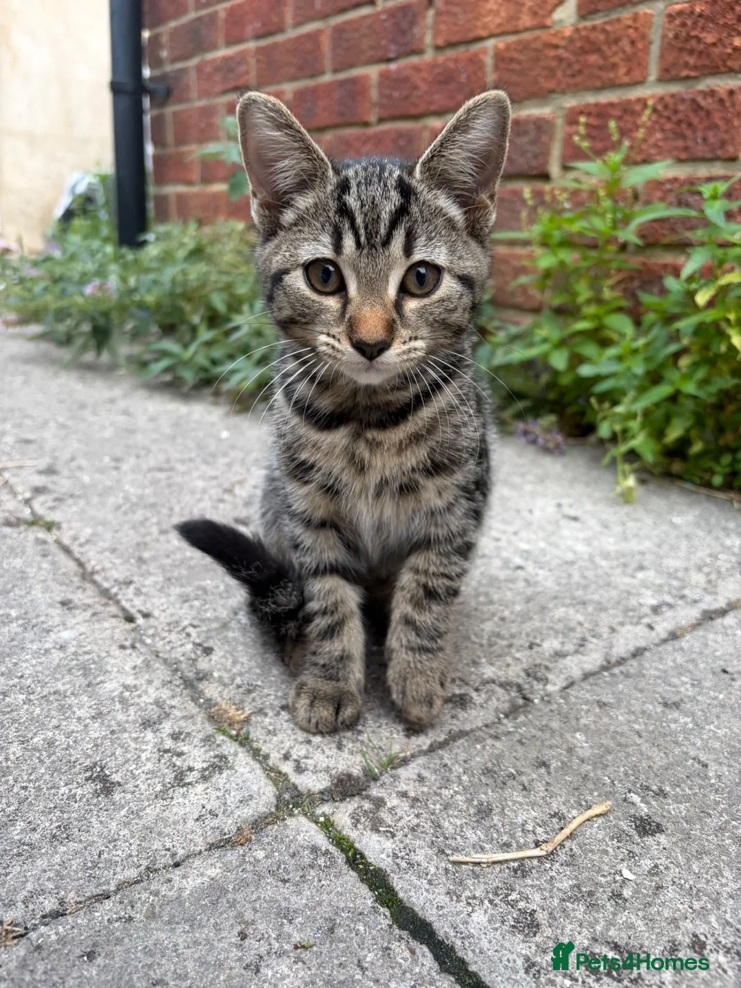 Mixed Breed cats for sale: Beautiful kittens  - Advert 2