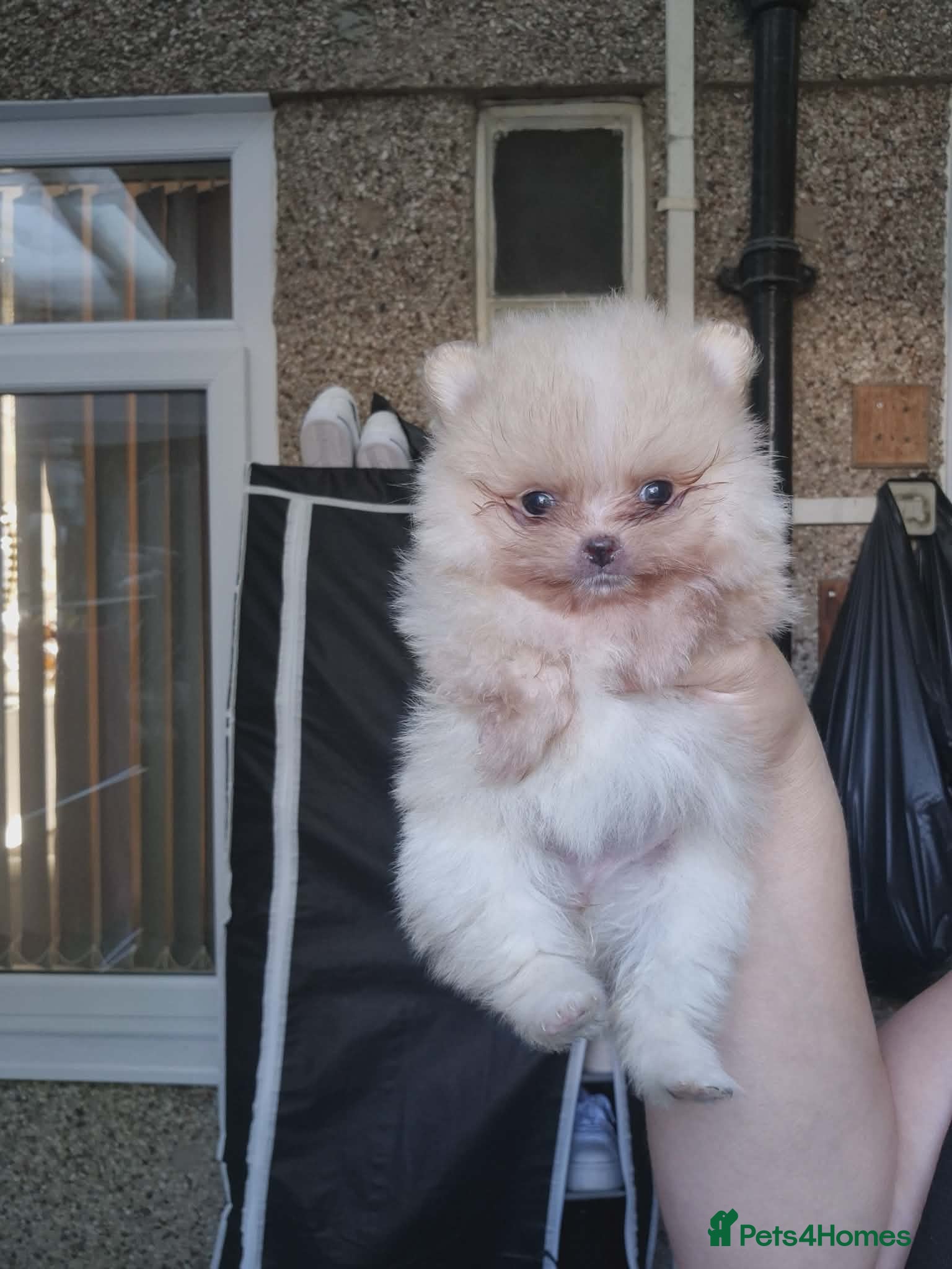 Pomeranian dogs Pomeranian  **  puppies Teddy bear face   - Advert 3