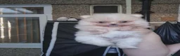 Pomeranian dogs for sale: Pomeranian  **  puppies Teddy bear face   in Leicester - Advert 6