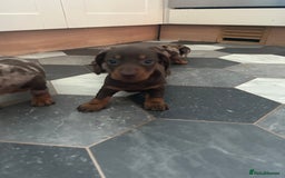 Dachshund dogs for sale: Miniature Dachshund 🐾 - Image 13