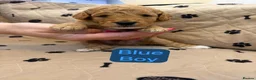 Cavapoochon dogs for sale: 🐾CAVAPOOCHON PUPPIES🐾 - Advert 13