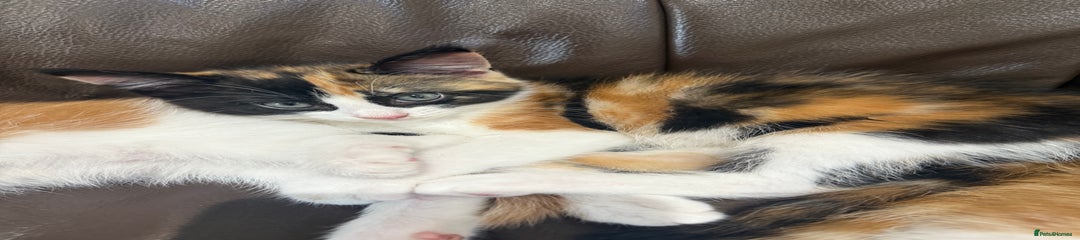 Maine Coon Kitten 4