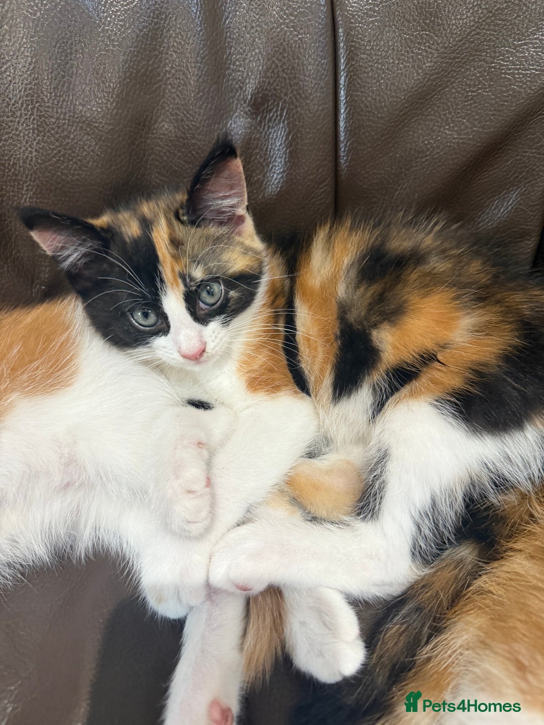 Maine Coon cats for sale: Maine Coon x British Short Hair - Image 5