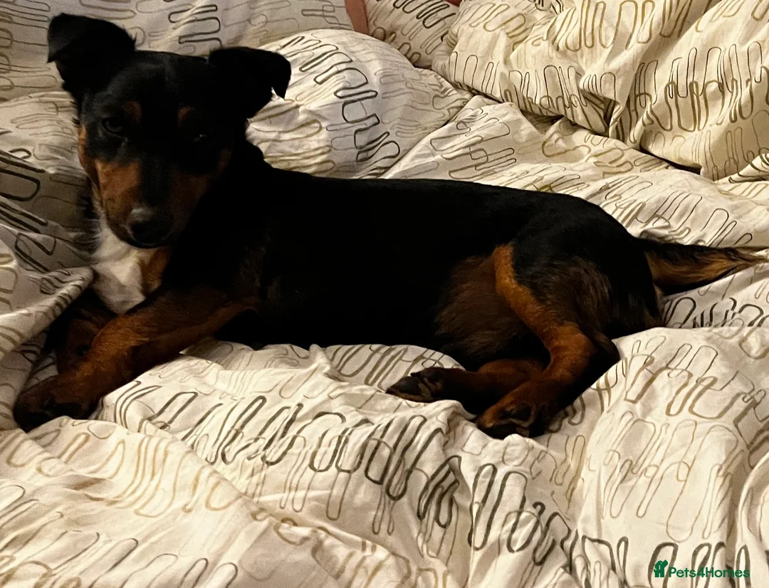 Jack Russell dogs for stud: Joyful Jerry in Romford - Advert 2