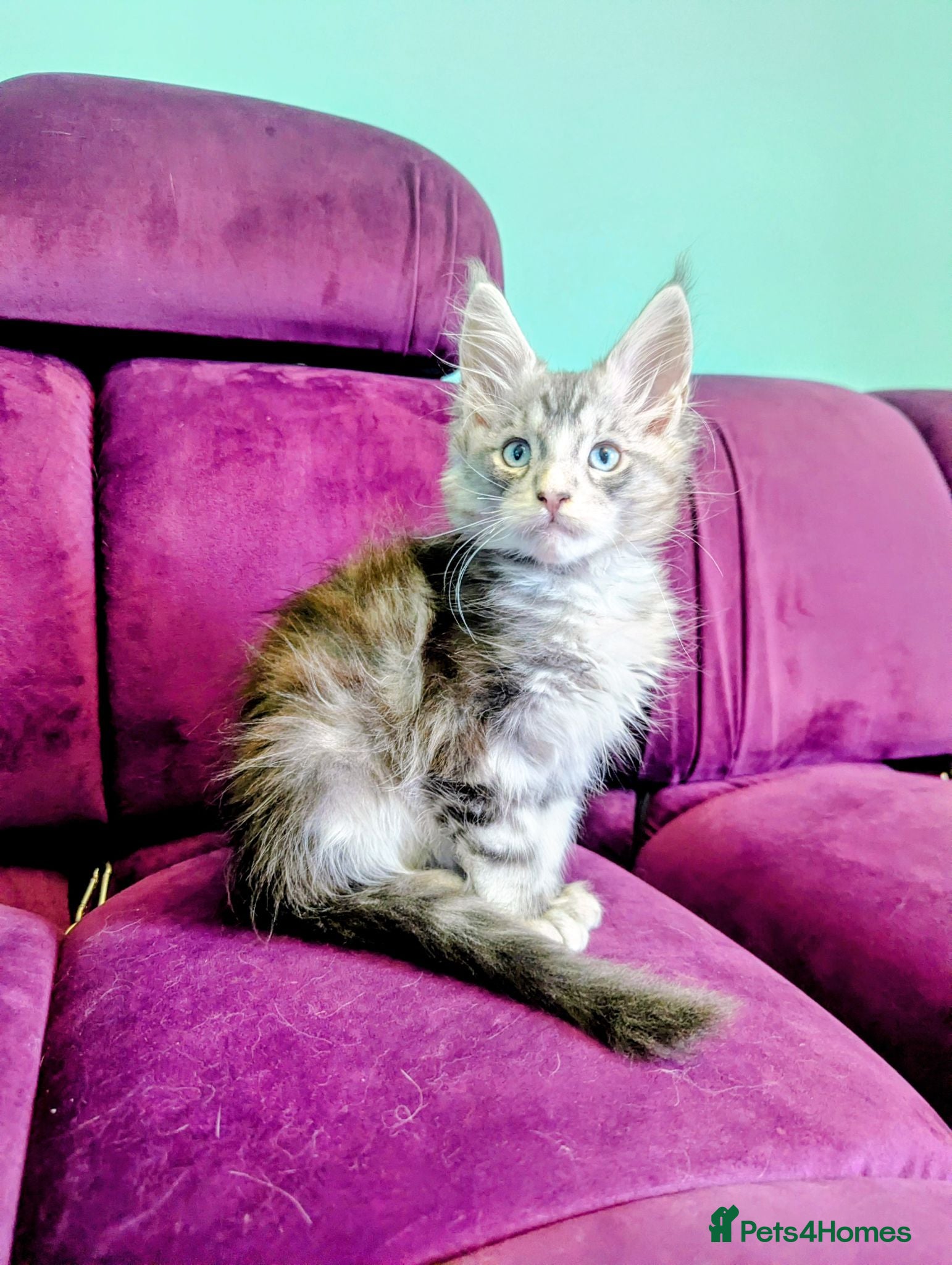 Maine Coon cats Maine Coon Pedigree Kittens  - Advert 2