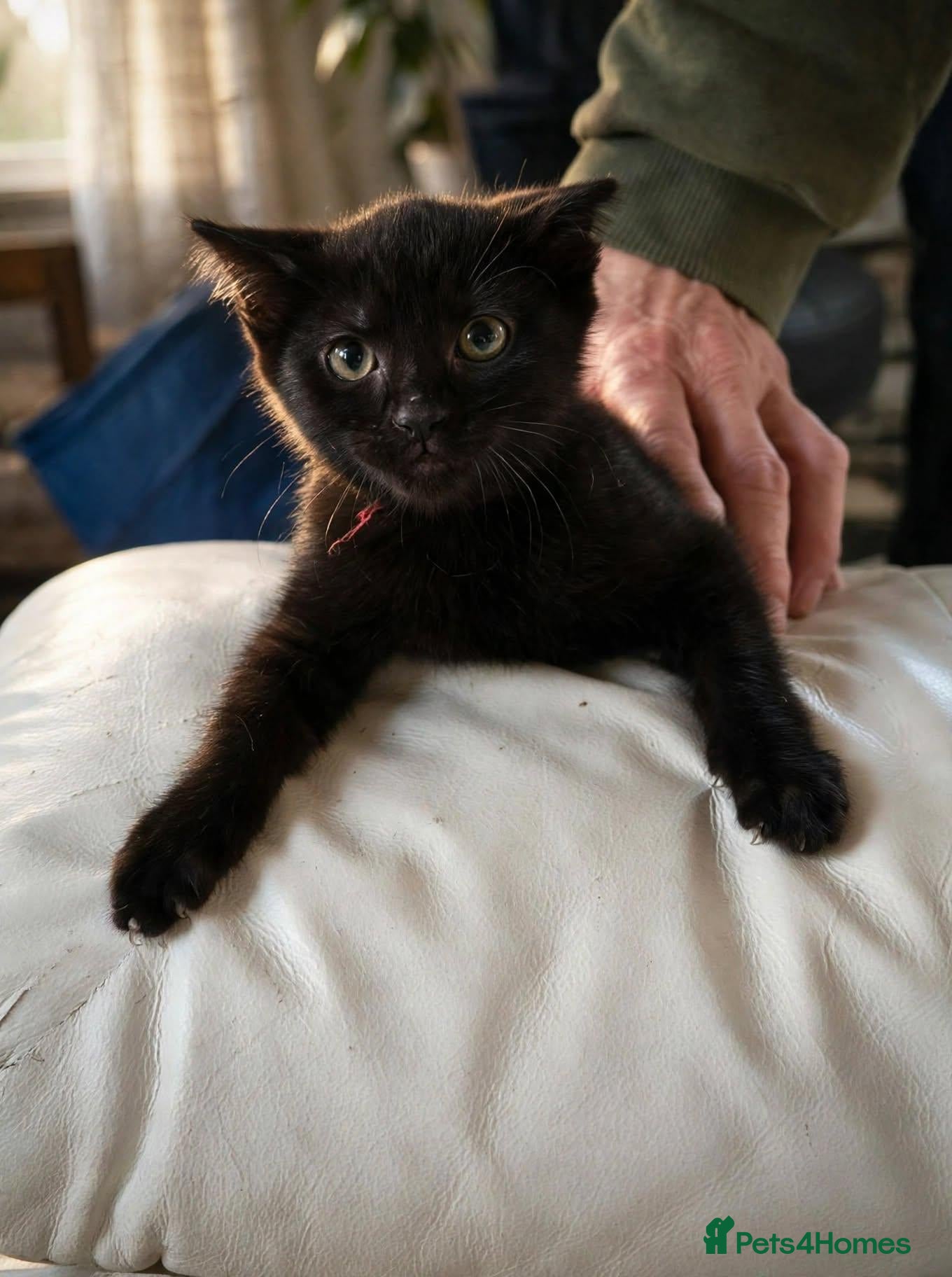 Mixed Breed cats Kittens for sale  - Advert 1