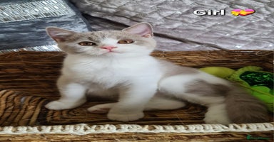 British Shorthair cats - Advert 4