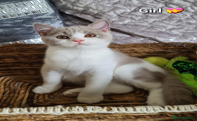 British Shorthair cats - Advert 9