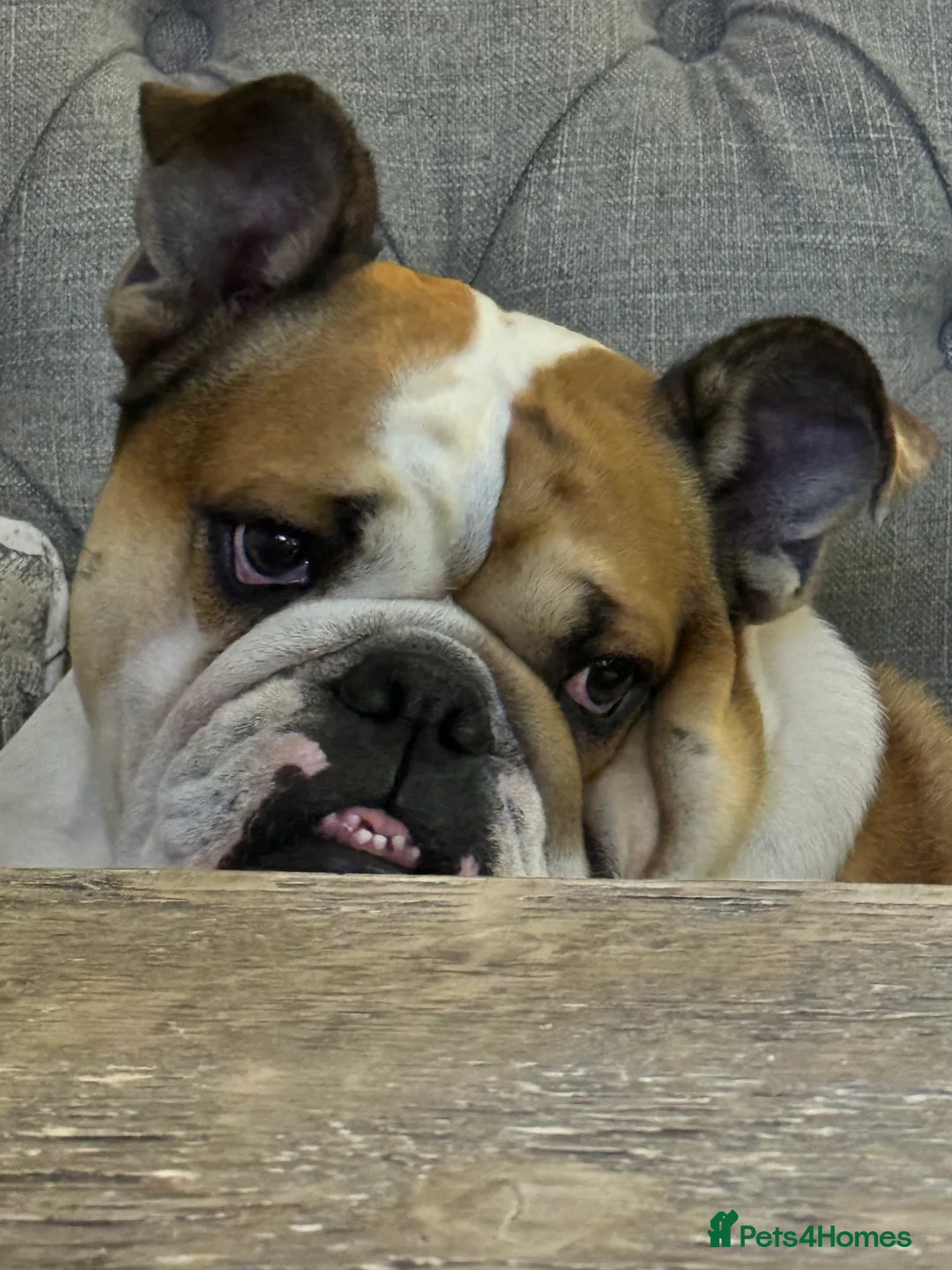 English Bulldog dogs for sale: Norma - Advert 7