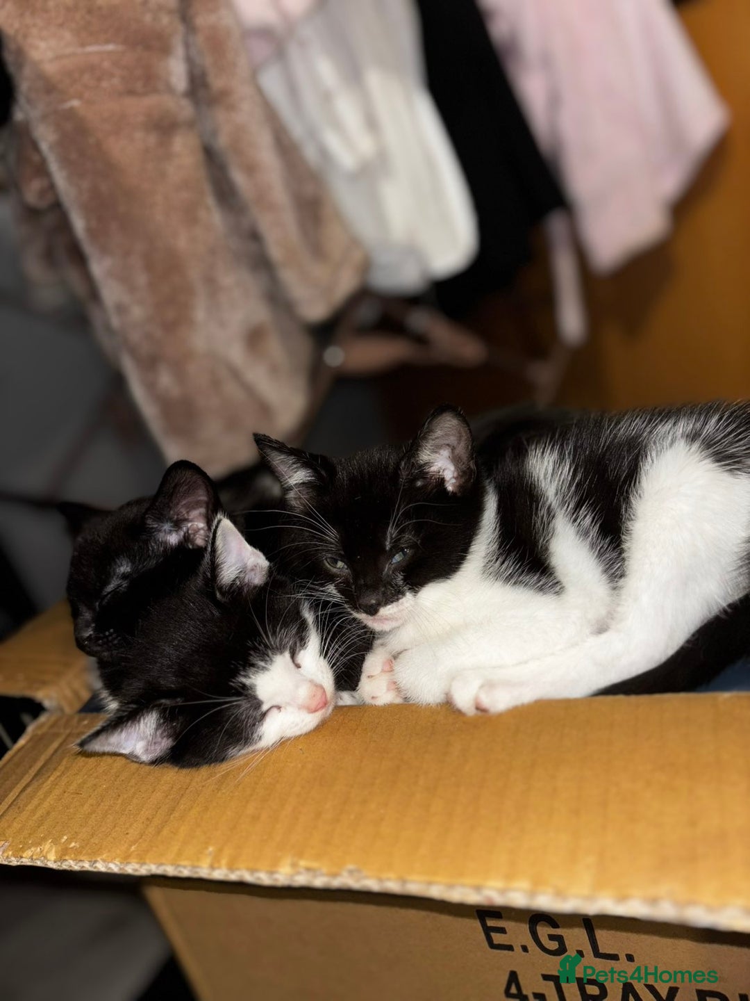 Mixed Breed cats for sale: Kittens  - Advert 9