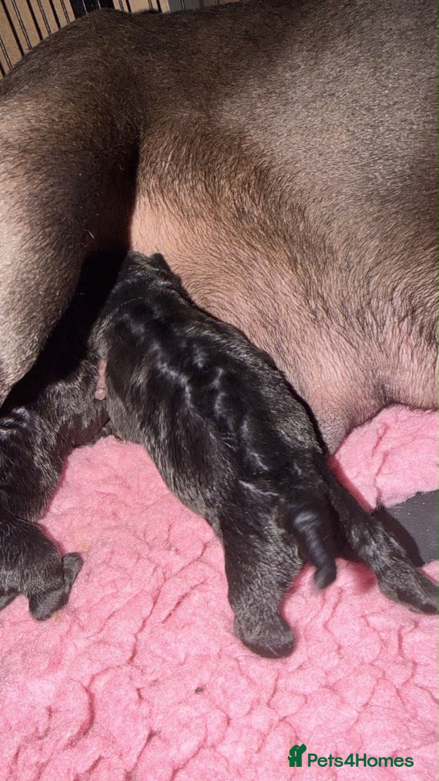 Cocker Spaniel dogs COCKER SPANIELS READY IN 7 DAYS!  - Advert 1