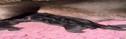 Cocker Spaniel dogs for sale: COCKER SPANIELS READY IN 7 DAYS!  in Boston - Advert 1