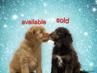 Cockapoo dogs Cockapoo puppies - Advert 5