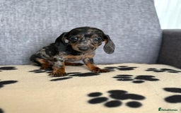 Dachshund dogs for sale: Miniature Dachshund puppies  - Image 15