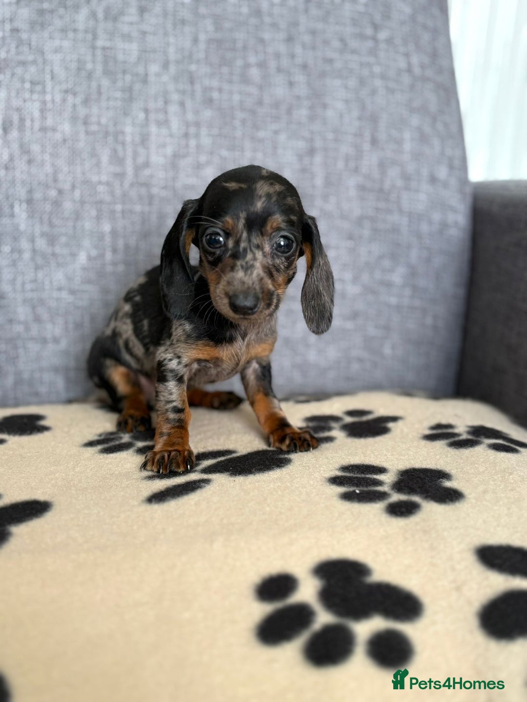 Dachshund dogs for sale: Miniature Dachshund puppies  - Image 15
