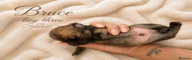 Pomchi Puppy 3