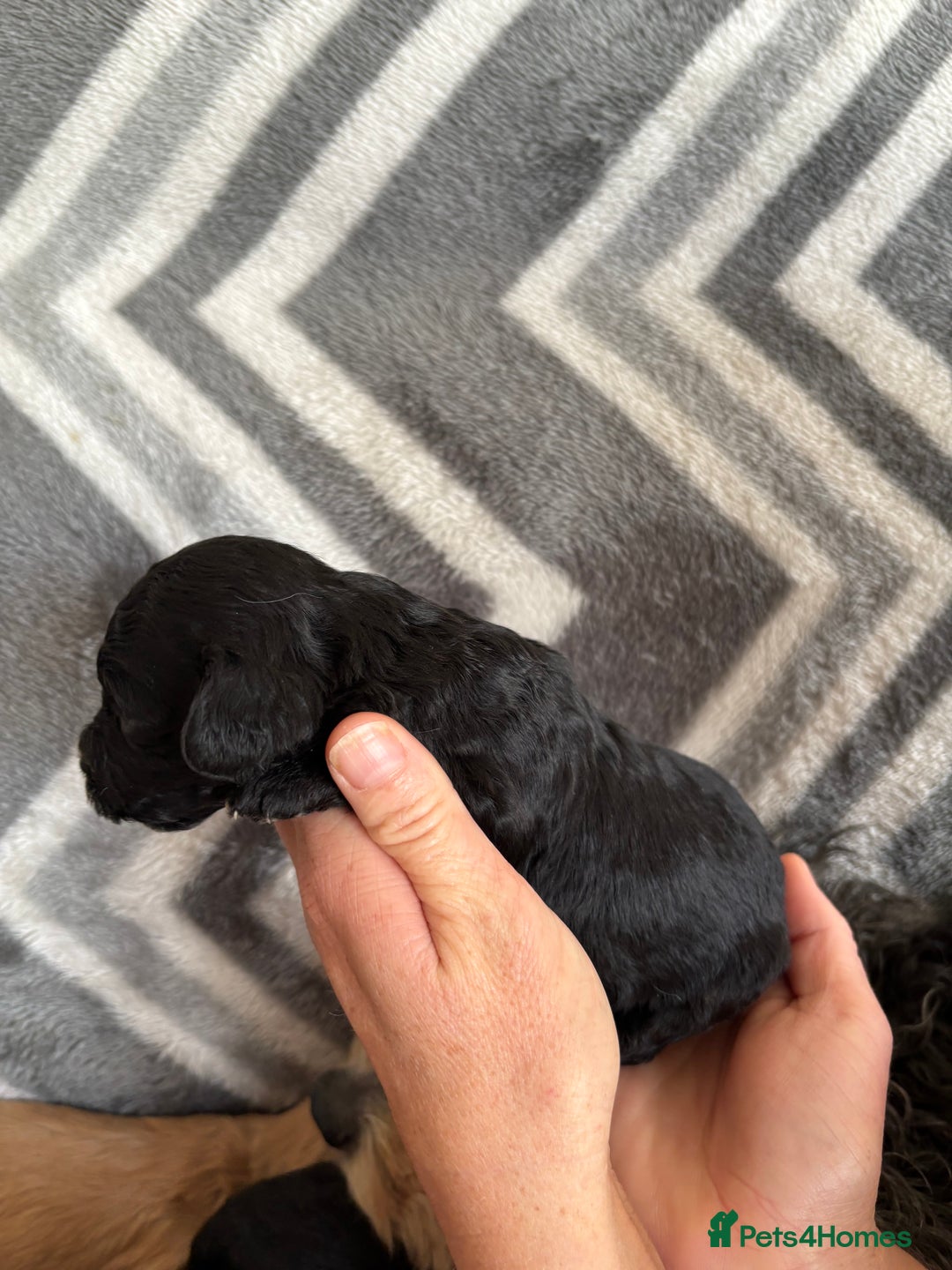 Cockapoo dogs for sale: Cockapoo puppys - Image 11