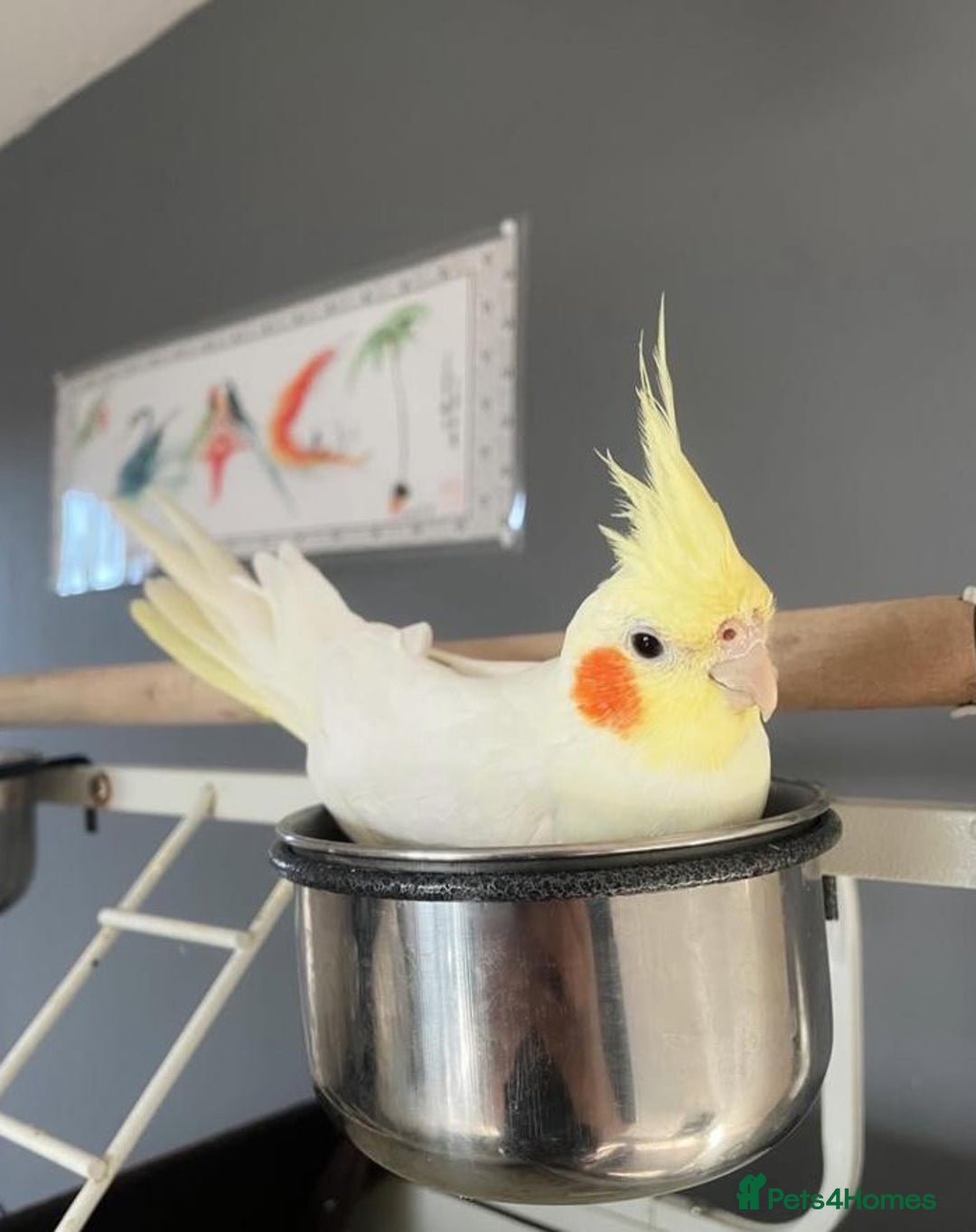 Cockatiels birds for sale: Bonded pair of Cockatiels in need of a new home. - Advert 2