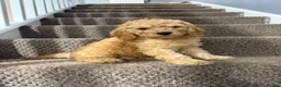 Cockapoo dogs for sale: Three beautiful cockapoo puppies  in Llanelli - Advert 11