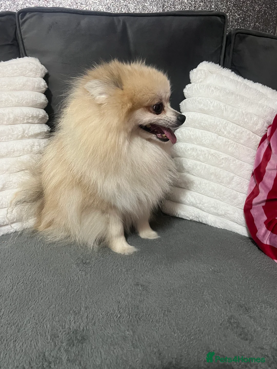 Pomeranian dogs for sale: White Pomeranian girl puppy - Advert 11