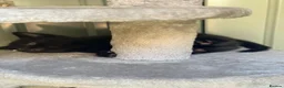 Mixed Breed cats for sale: Mixed black British long hair  - Advert 7