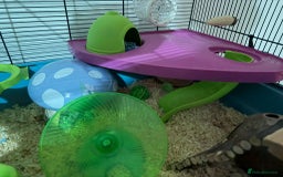 Hamster rodents for sale: Syrian hamster with full set up - Image 4