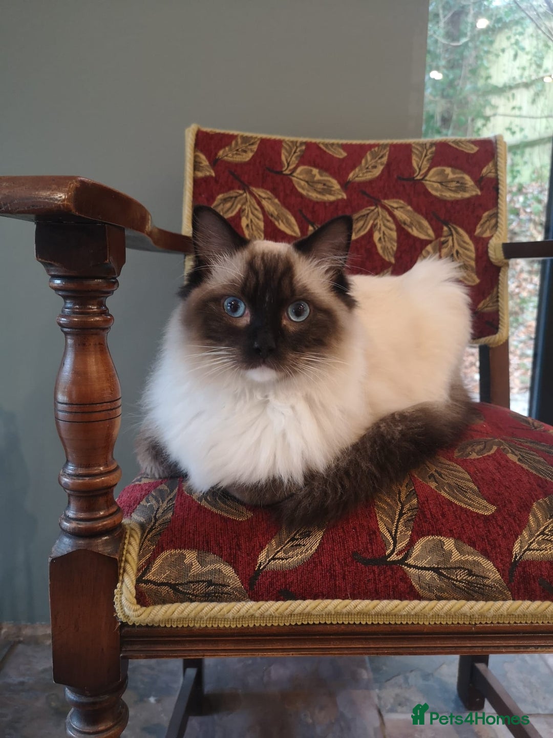 Ragdoll cats for sale: Smokey - Advert 3