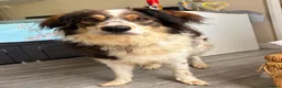 Mixed Breed dogs for adoption: Kori - Badersfield Norfolk  - Advert 3