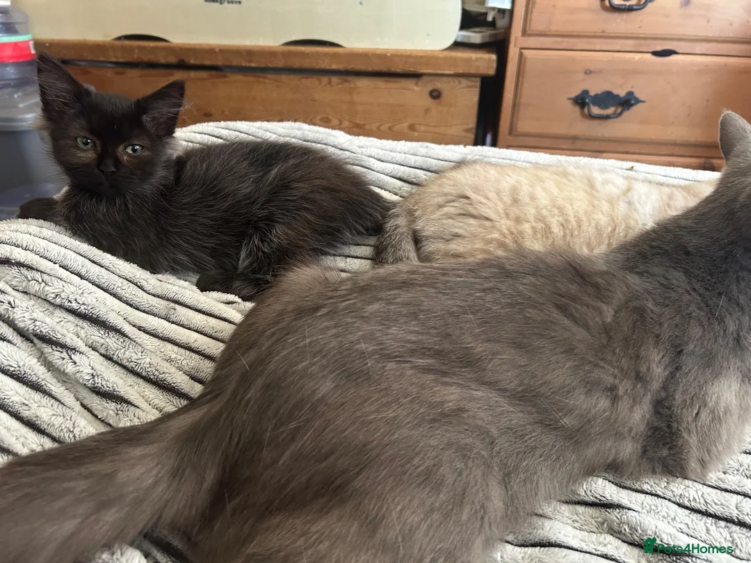 Mixed Breed cats for sale: Blue x Siberian Two Boy kittys - Advert 2