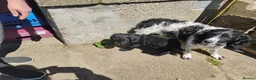 Springador dogs for sale: Beautiful springadors, 6 boys 2 girls.  - Advert 13