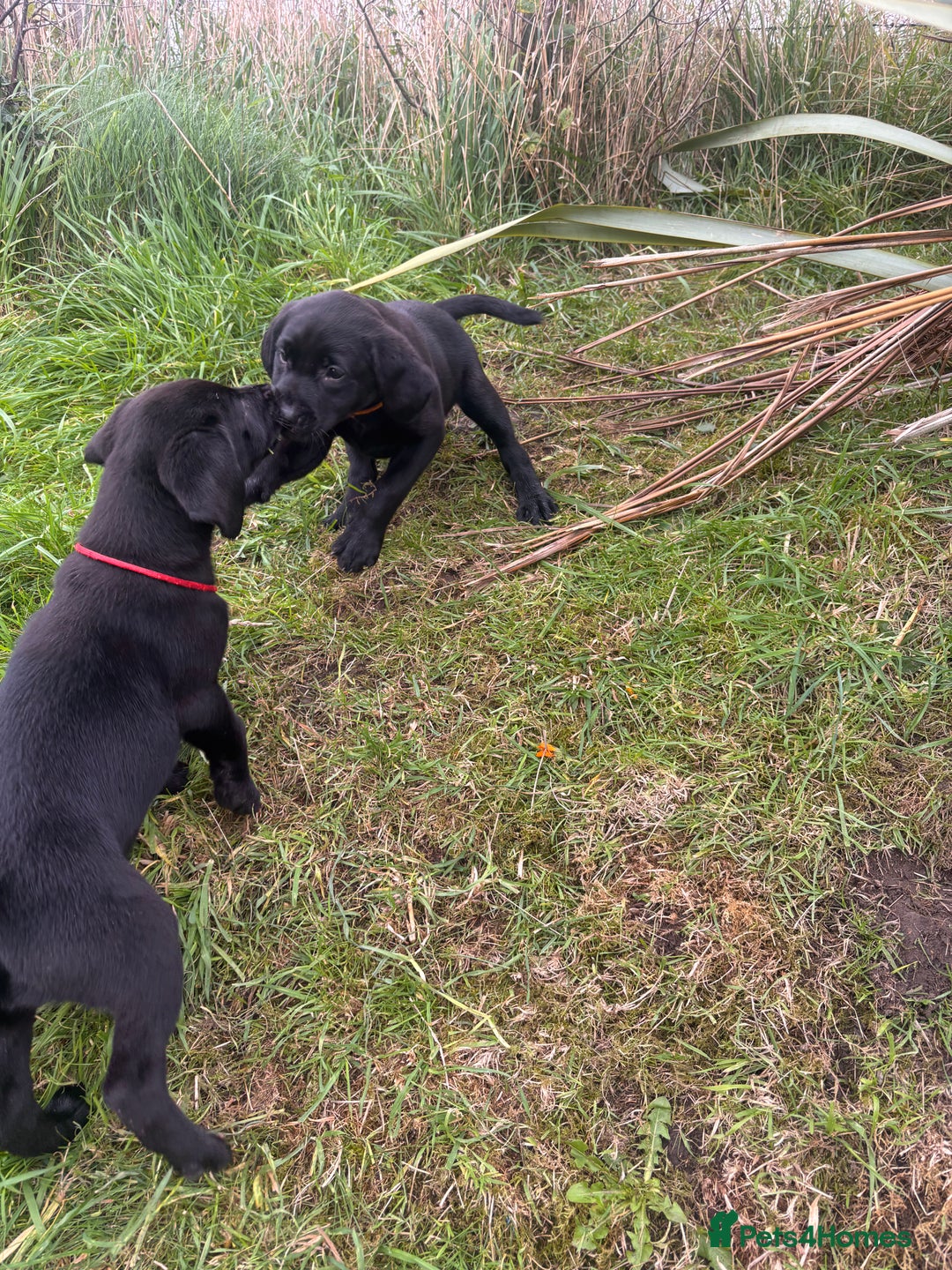 Labrador Retriever dogs for sale: 1 Black Labrador bitch left ready to go now  - Image 2