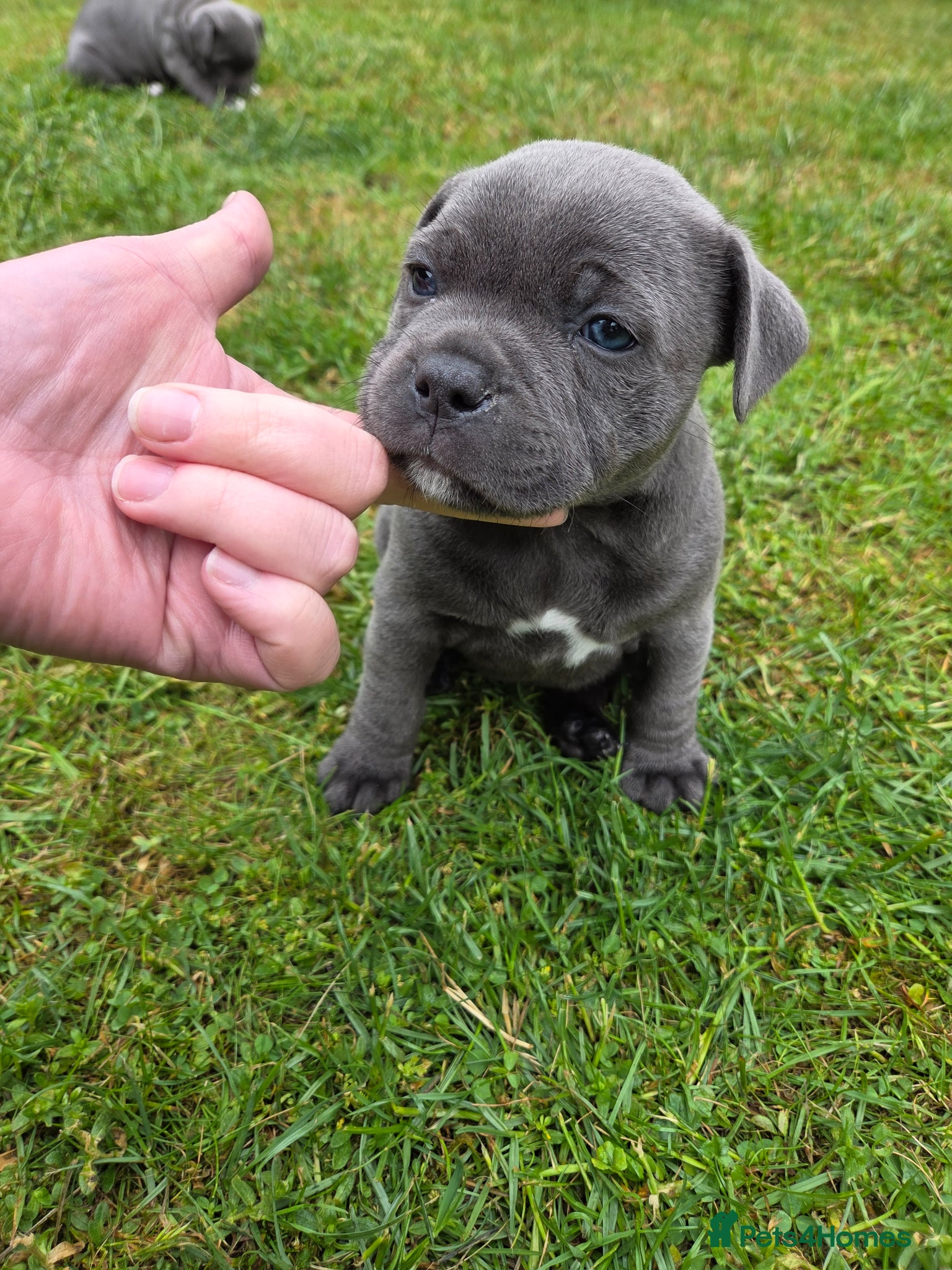 Staffordshire Bull Terrier dogs Last Staffy KC  - Advert 7