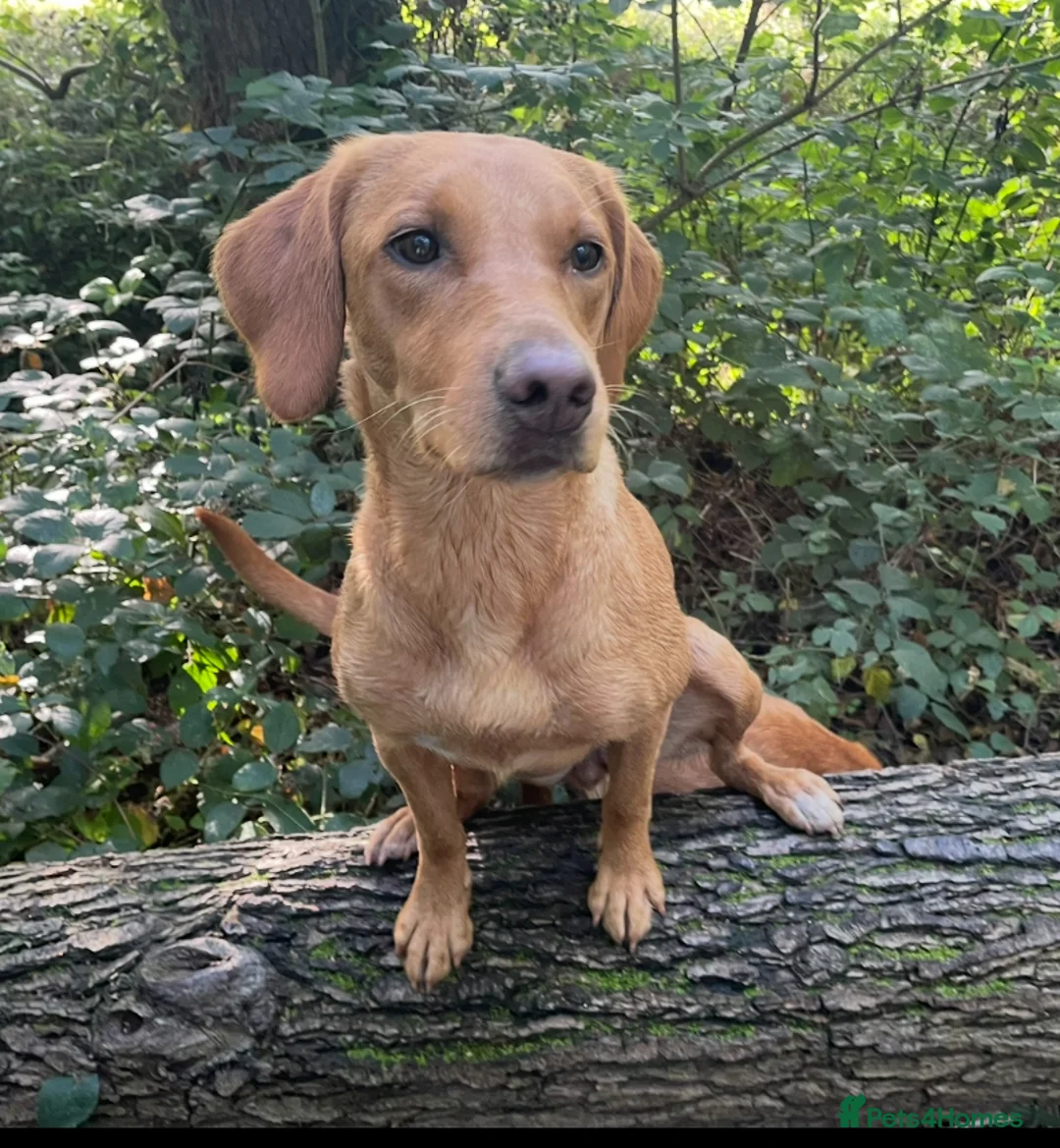 Mixed Breed dogs for sale: Sprockerdor puppies for sale - Advert 2