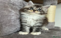 Maine Coon cats for sale: Maine Coon Silver Boy - Image 1
