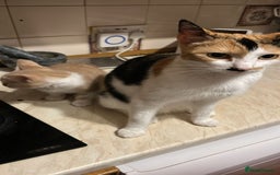 Mixed Breed cats for sale: Last Cream/white Beautiful kitten left in lutom - Image 2