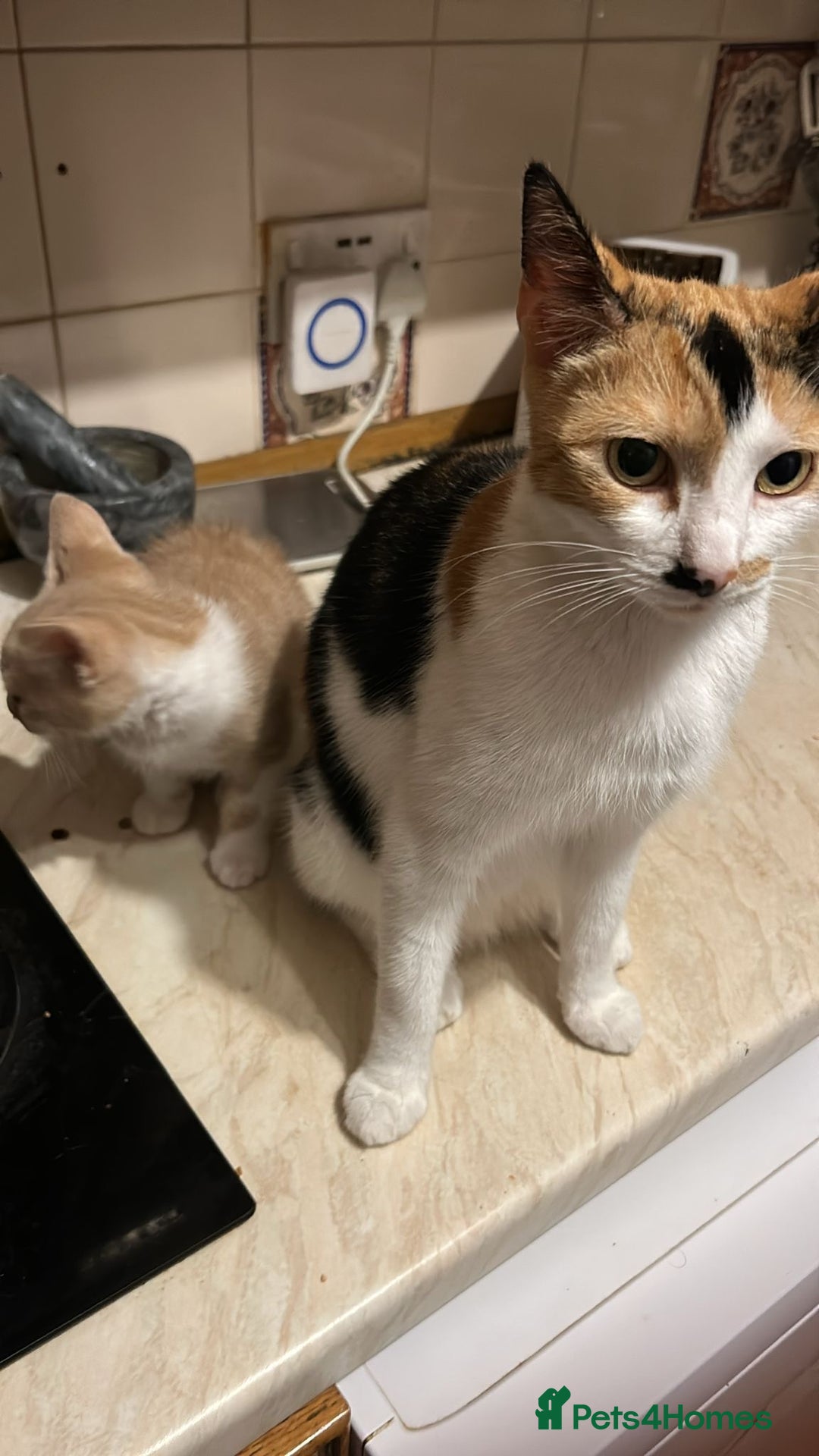Mixed Breed cats for sale: Last Cream/white Beautiful kitten left in lutom - Image 2