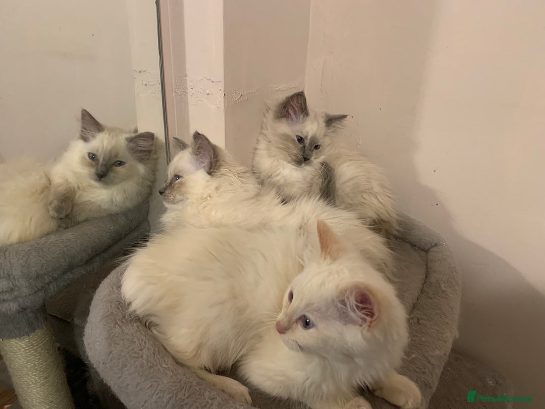 Ragdoll cats for sale: 4 Ragdoll kittens  - Advert 4
