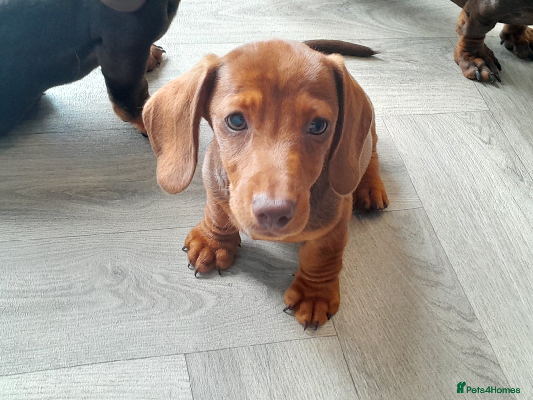Miniature Dachshund dogs for sale: Miniature Dachshunds  in Diss - Image 11