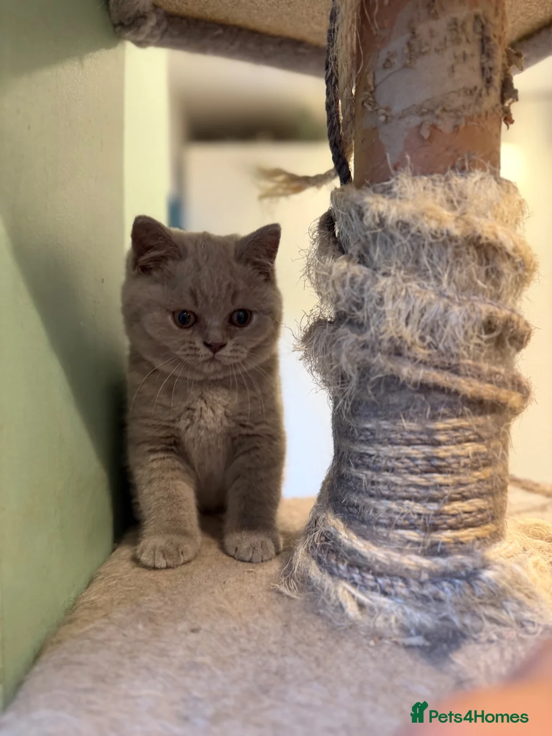 British Shorthair cats for sale: British short hair kitten  - Advert 2