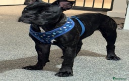Mixed Breed dogs for sale: French bulldog mixed - Image 1