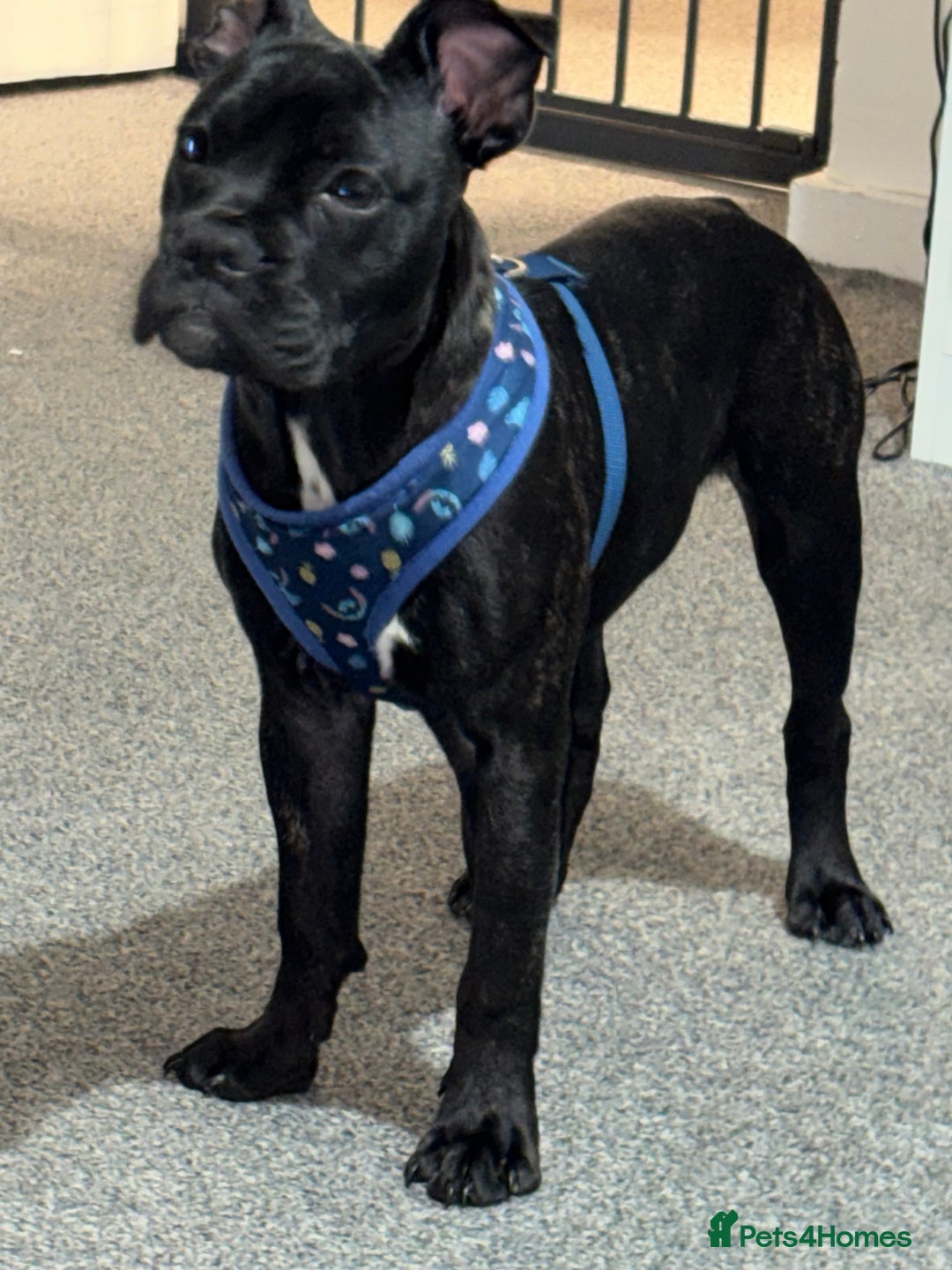 Mixed Breed dogs for sale: French bulldog mixed - Image 1