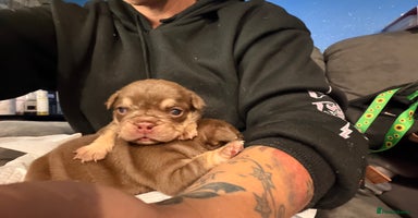 English Bulldog dogs - Advert 6