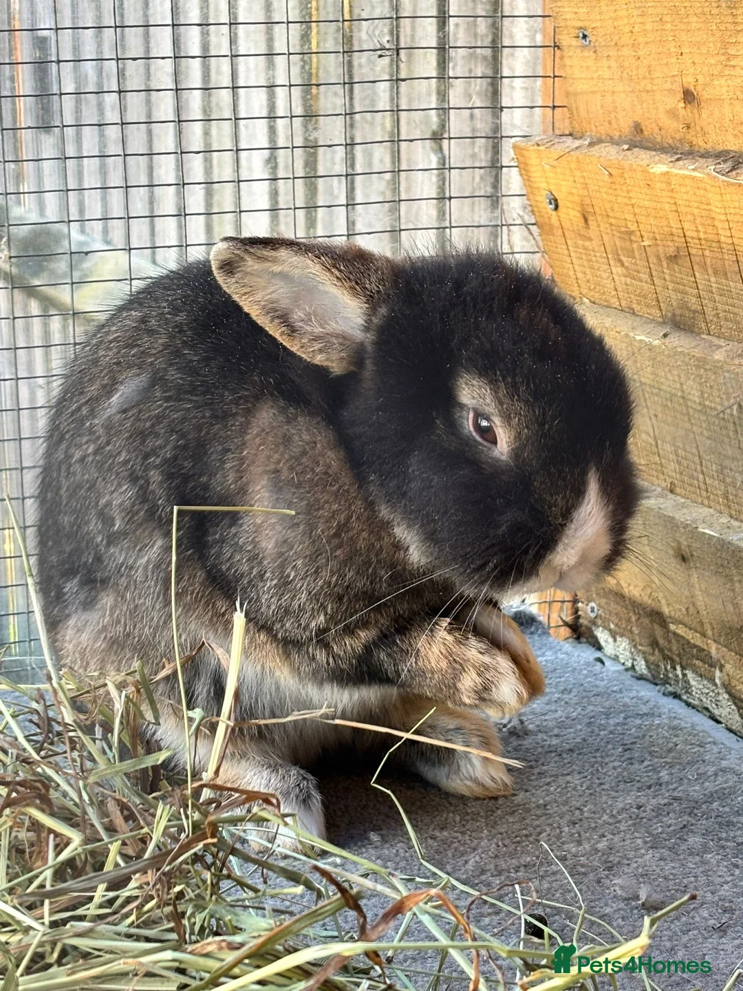 Lionhead rabbits for sale: Puffin - vaccinated & castrated  - Advert 2