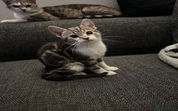 Mixed Breed cats for sale: Kittens for sale - Image 12