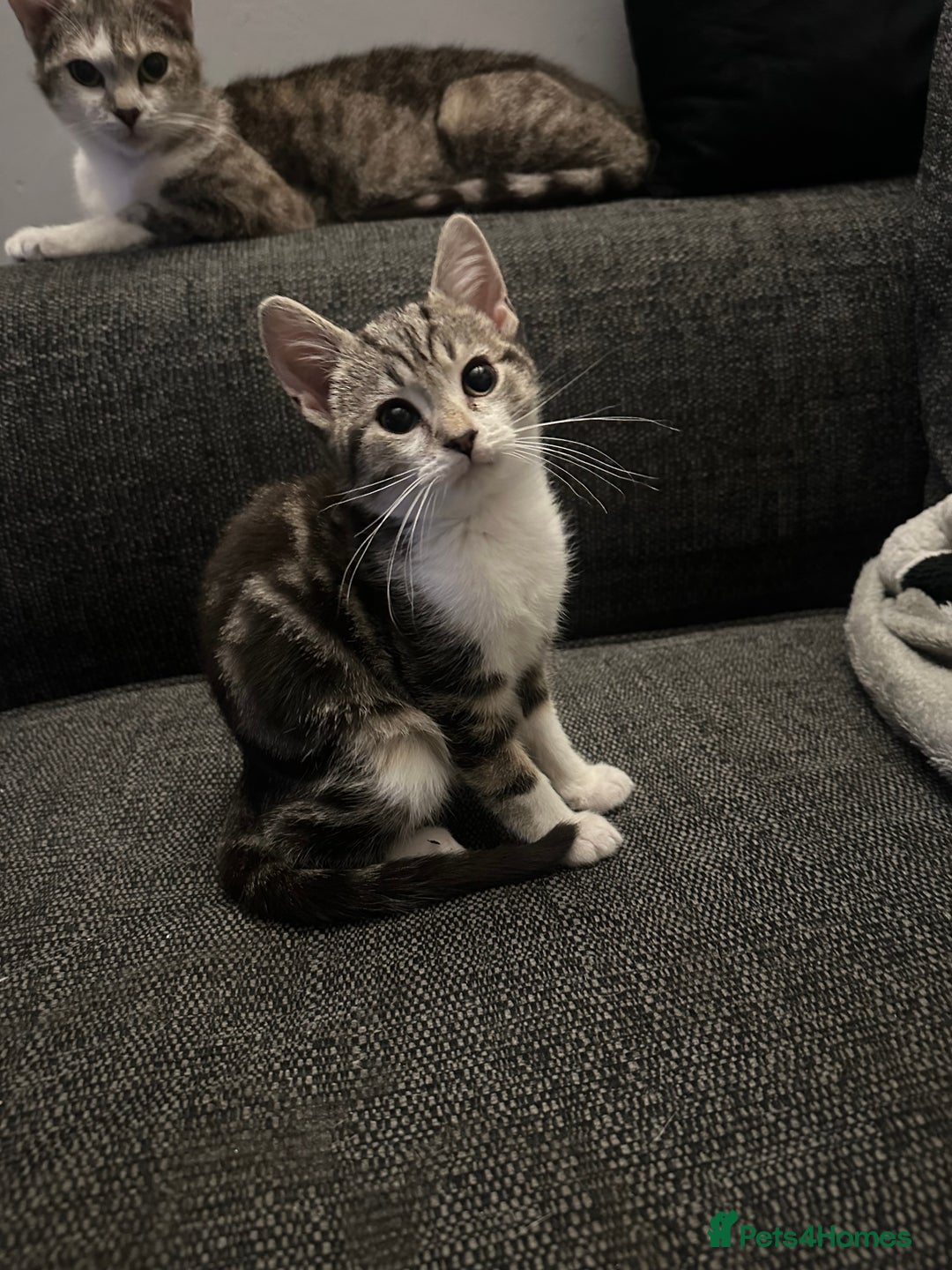 Mixed Breed cats for sale: Kittens for sale - Image 12