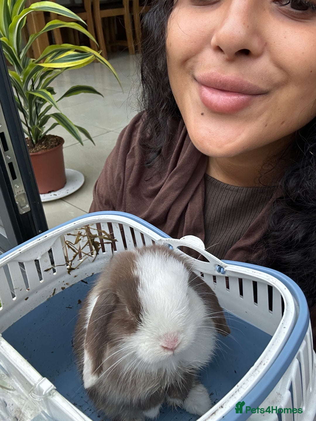Mini Lop rabbits for sale: Bunny looked for forever home - Image 4