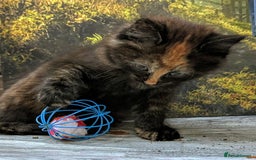 Mixed Breed cats for sale: Premium kittens for sale - Image 7