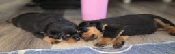 Rottweiler dogs for sale: outstanding Rottweiler pups excellent bloodlines. - Advert 20