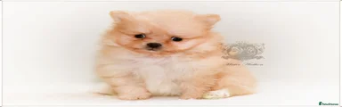 Pomeranian 1