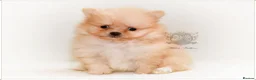 Pomeranian dogs for sale: MINIATURE POMERANIAN PUPPIES - Advert 13